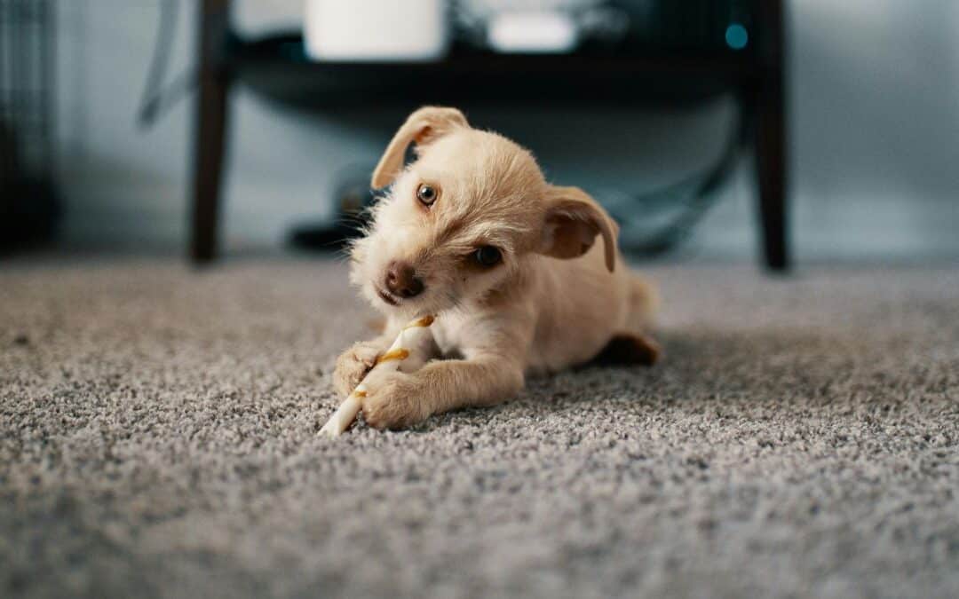 How to Remove Pet Urine Smell from Carpet