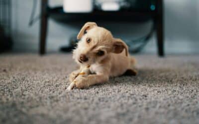 How to Remove Pet Urine Smell and Stains from Carpet