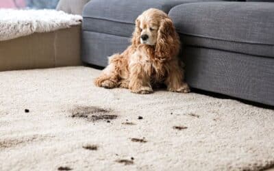 Extending Your Carpet’s Life: Spring Maintenance Best Practices