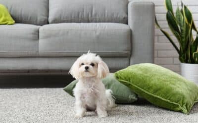 How Can I Finally Get Rid of That Lingering Dog Urine Smell in My Carpets This Spring?